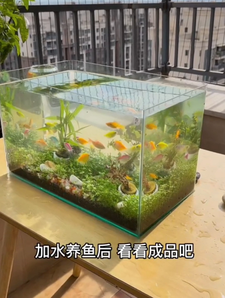 你会种水草缸吗?家里闲置鱼缸,搞了水草泥,种出个漂亮的水草缸