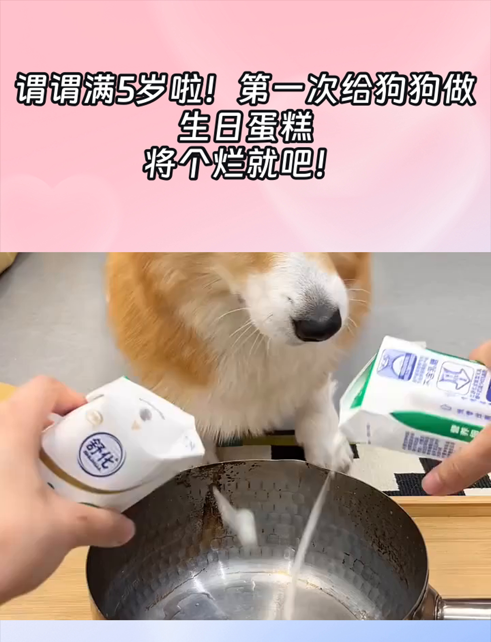 谓谓满5岁啦！第一次给狗狗做生日蛋糕，将个烂就吧！