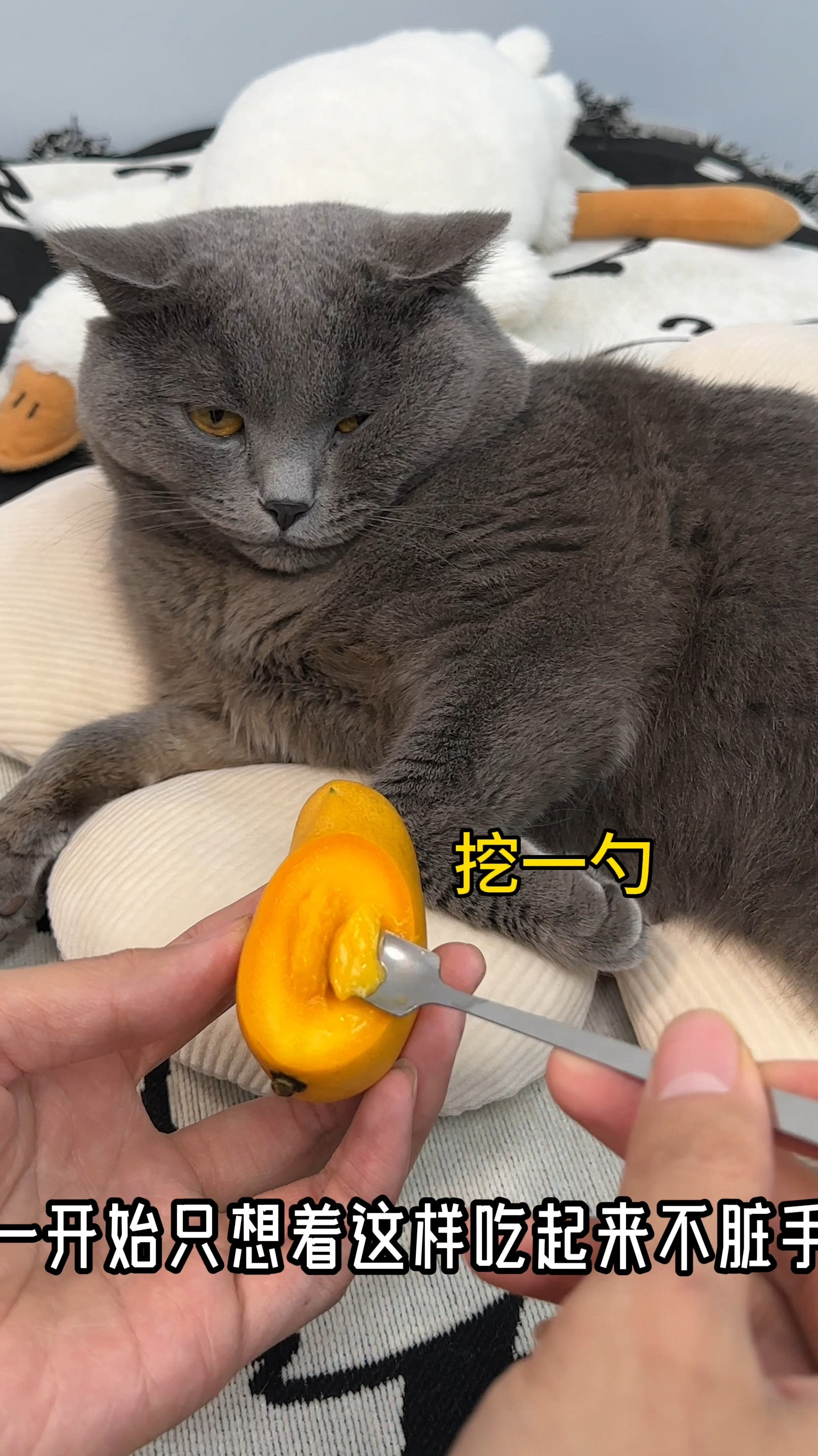 给汤圆纯手工做的“芒果鞋”,上脚也太好看了吧～