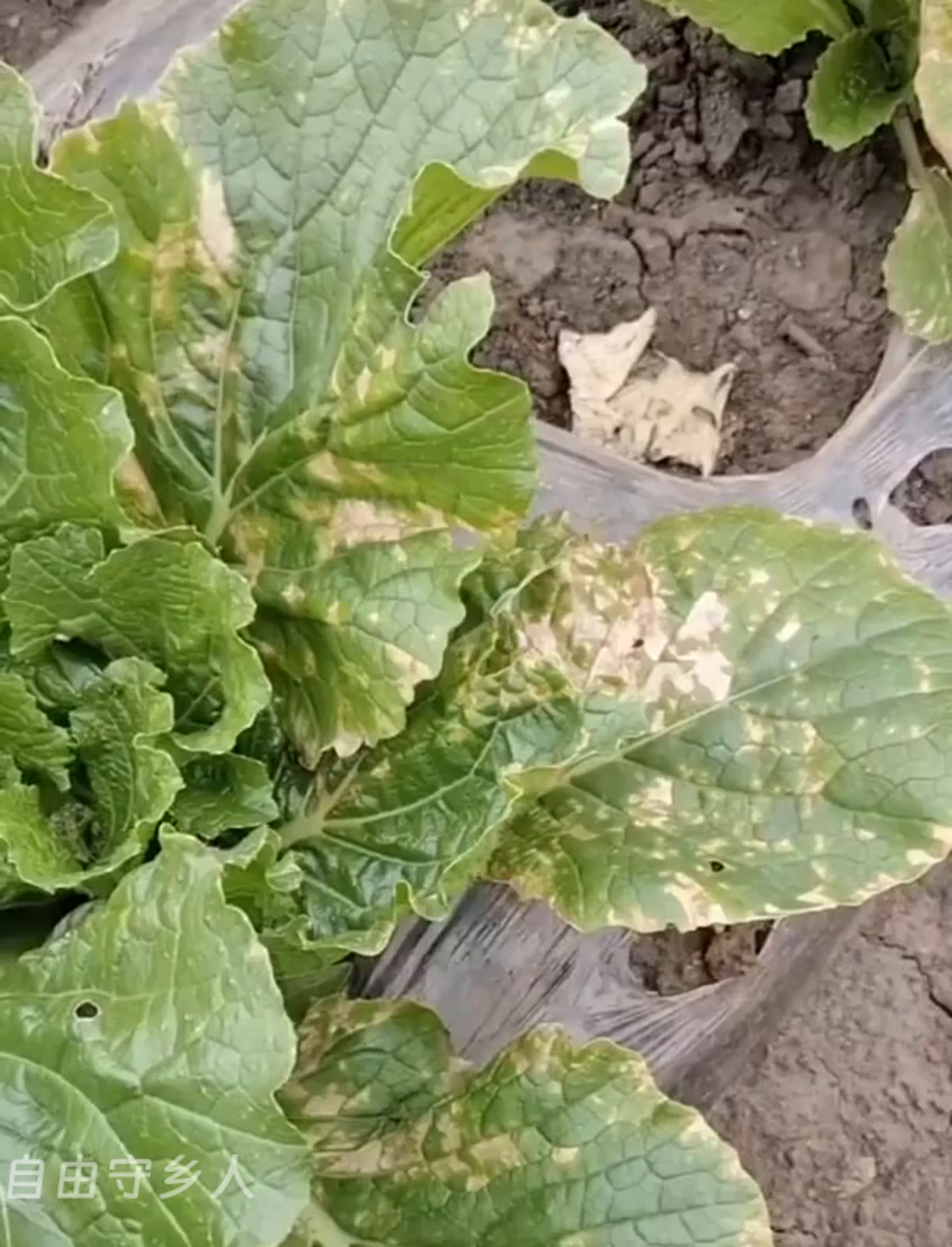 白菜霜霉病防治技巧