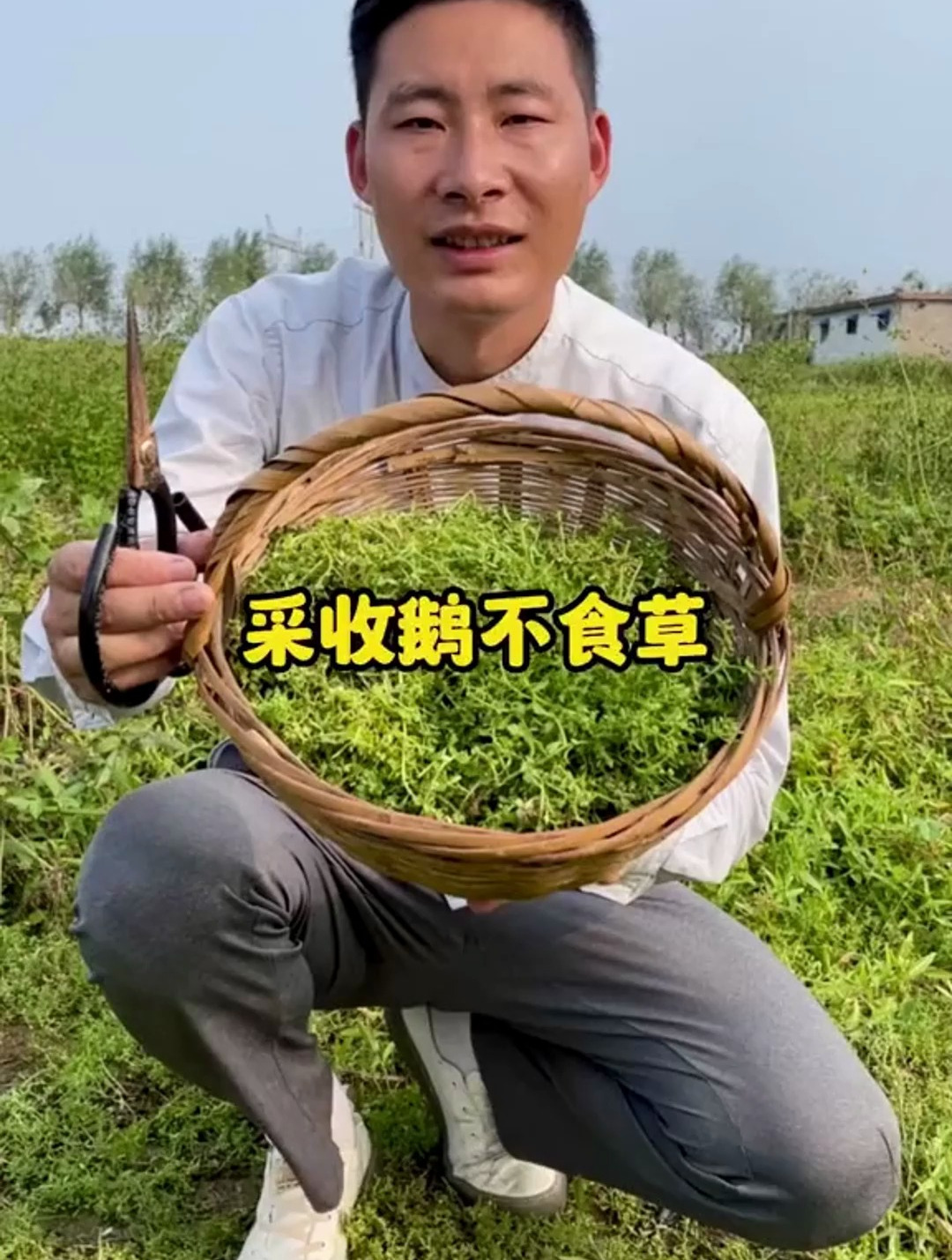 鹅不食草也叫石胡萎,一年生小草本,花未开或正开放时采收