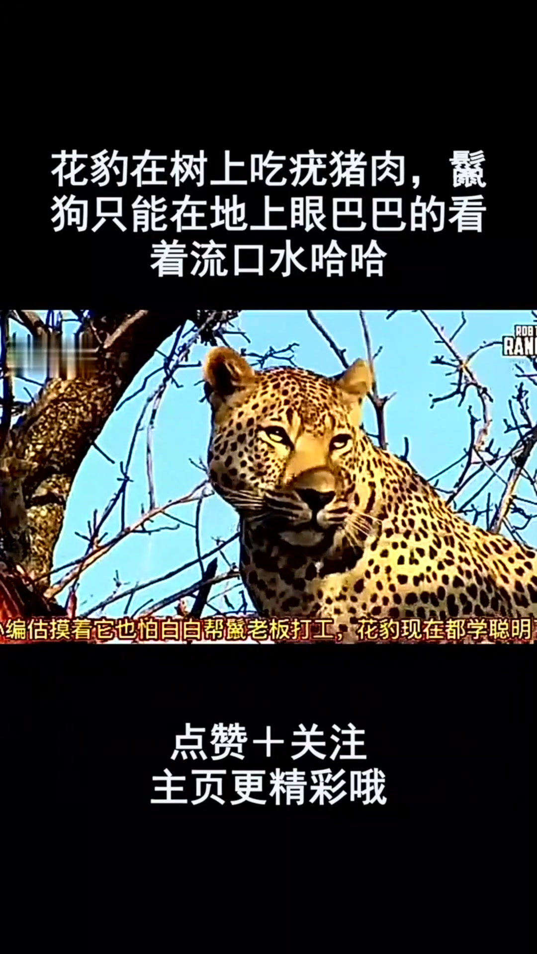花豹在树上吃疣猪肉,鬣狗只能在地上眼巴巴的看着流口水哈哈