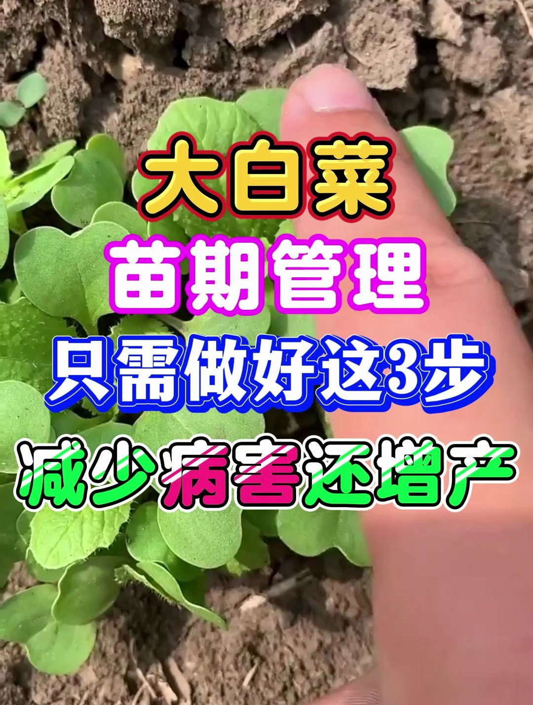 大白菜种植苗期管理做好这3步不仅减少病害还能提高产量