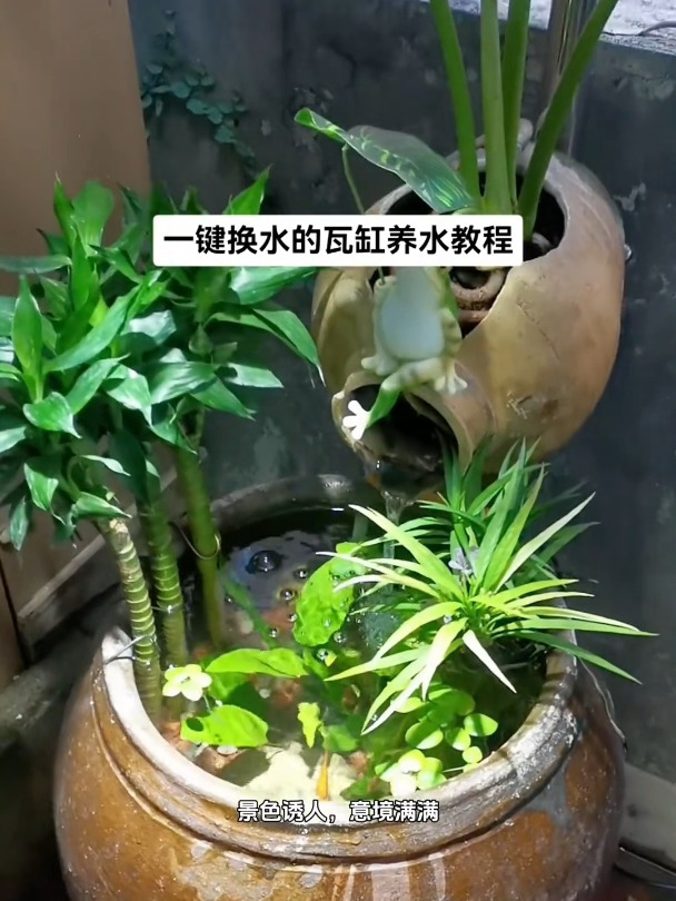 可以一键换水的瓦缸养鱼教程