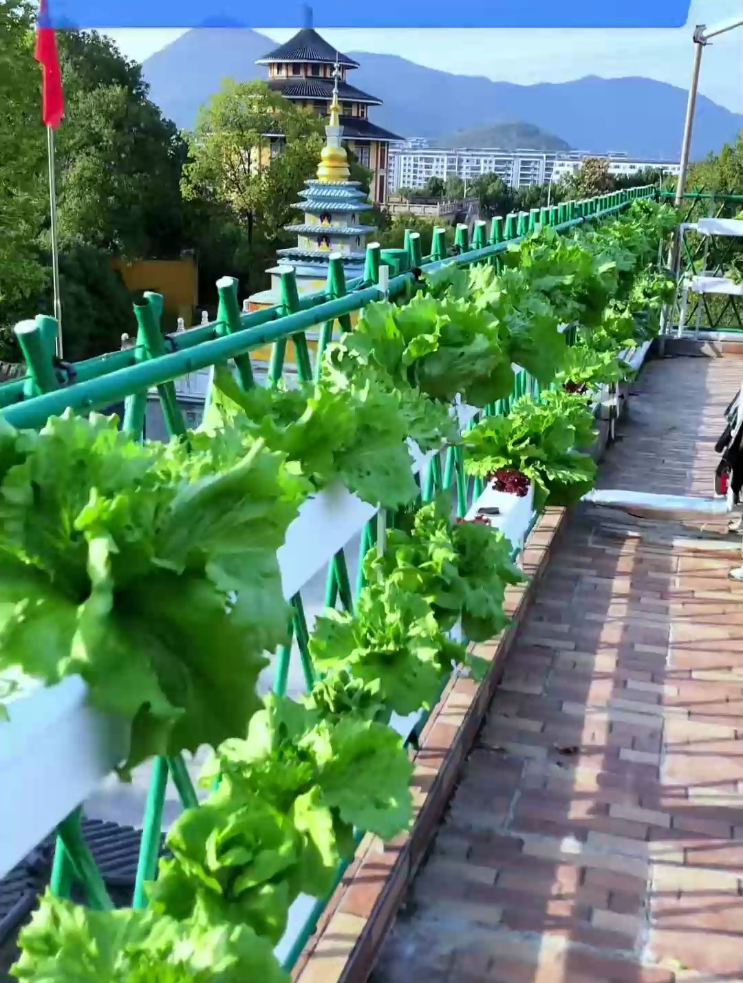 如果你也想自己种菜,来看看屋顶菜园,让你实现蔬菜自由