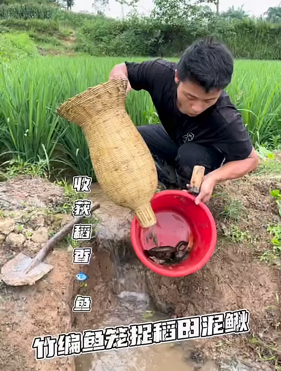 没想到竹编鱼笼这么管用,捉了好多泥鳅