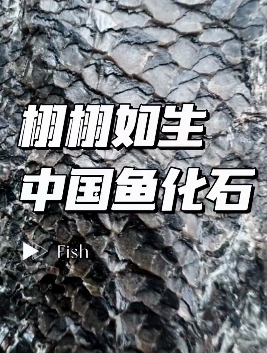 栩栩如生的中国句容鱼化石 三叠纪时代