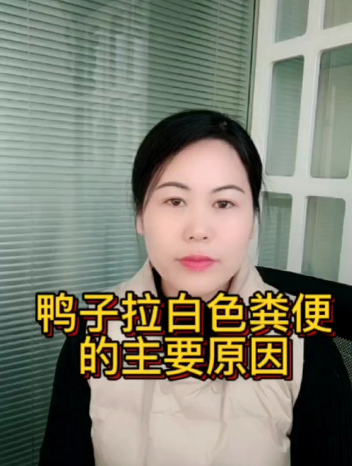 鸭子拉白色粪便是什么原因