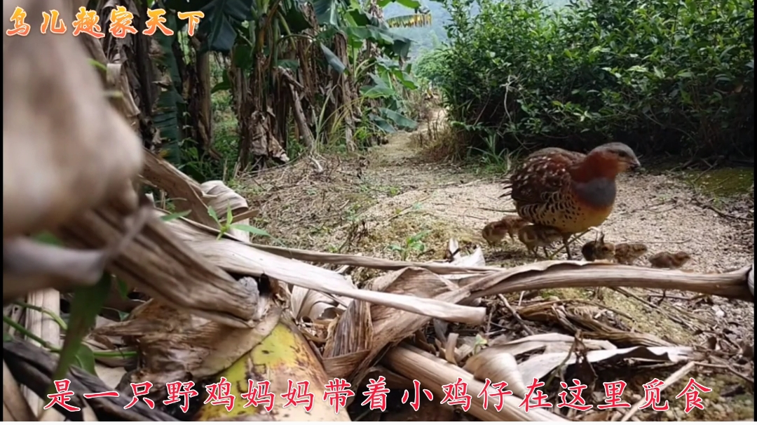 这么近距离地遇到可爱的野鸡仔,绝对是第一次