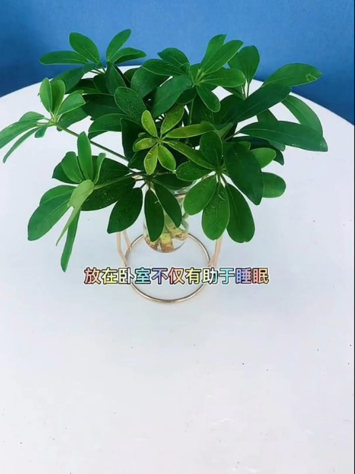 七叶莲又叫八方来财,寓意非常好,有水就能存活