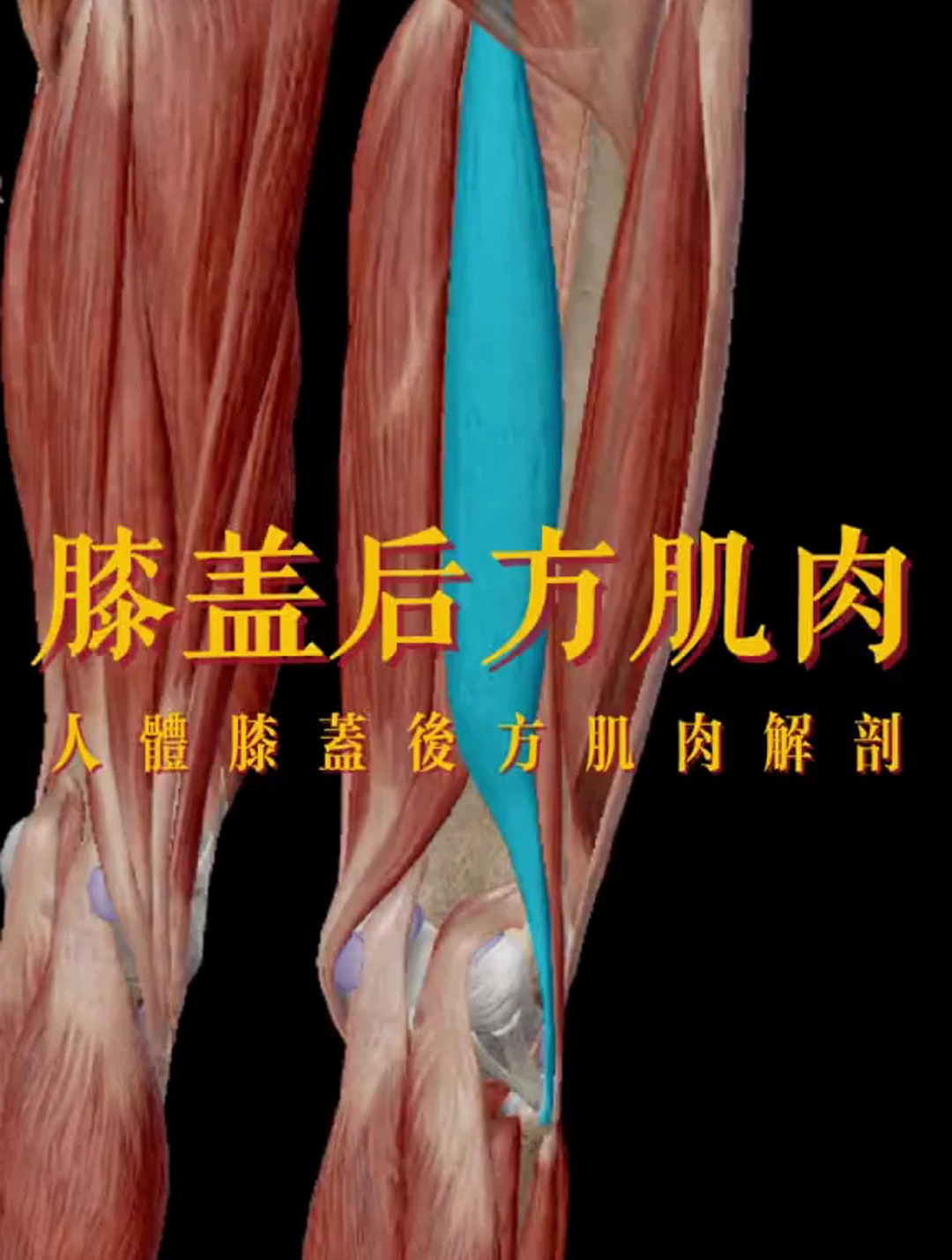 膝盖后方肌肉解剖