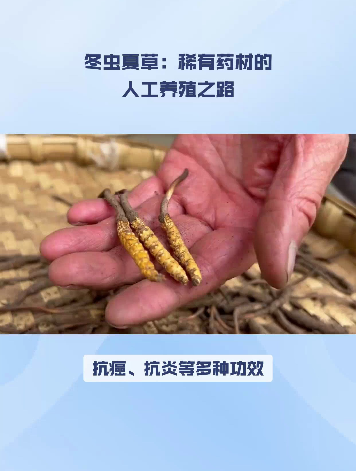 冬虫夏草:稀有药材的人工养殖之路