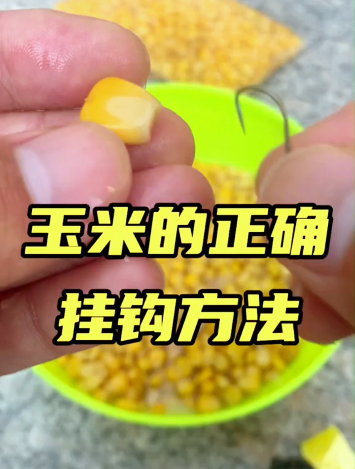 钓大鱼还是用生鲜大玉米,正确挂玉米的方法,你学会了吗?