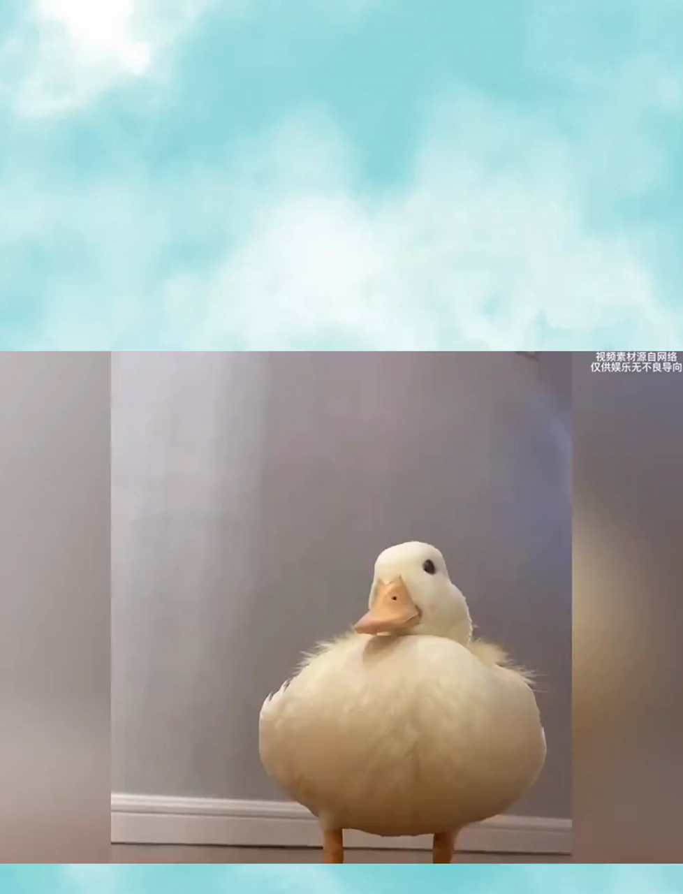 柯尔鸭与猫咪的欢乐时光:萌趣瞬间大揭秘