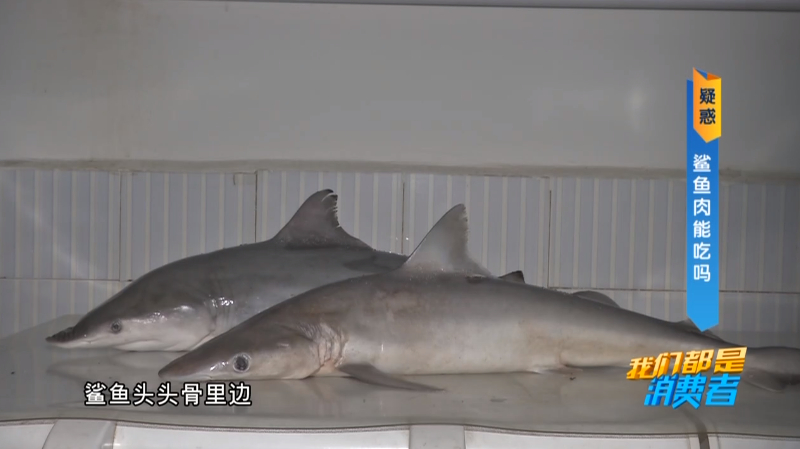 鲨鱼肉到底能吃吗?大厨直言:处理得当,还是可以的!
