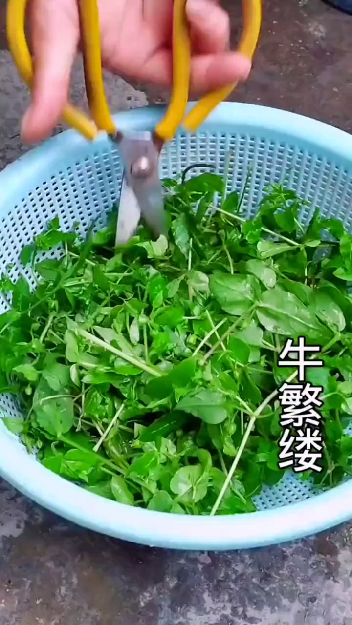 牛繁缕又名鹅儿肠和鹅肠菜,你见过吗
