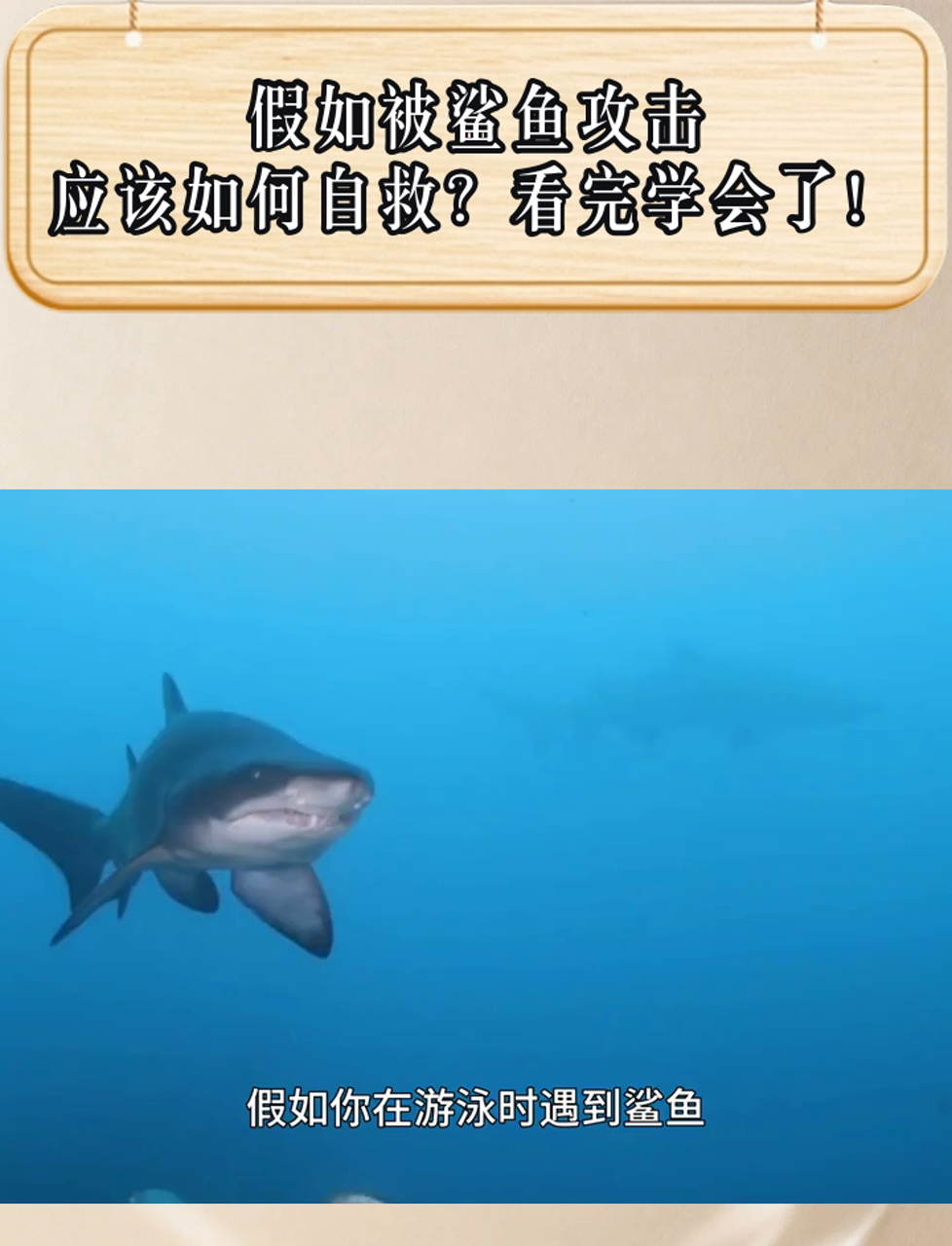 遇到鲨鱼袭击怎么办?看完这篇你就知道!