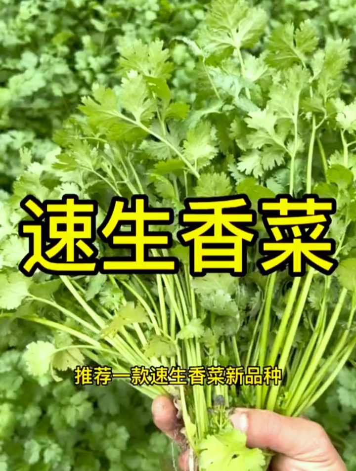 都说香菜种子很难“发芽”,掌握这2点,彻底解决香菜种植难题!