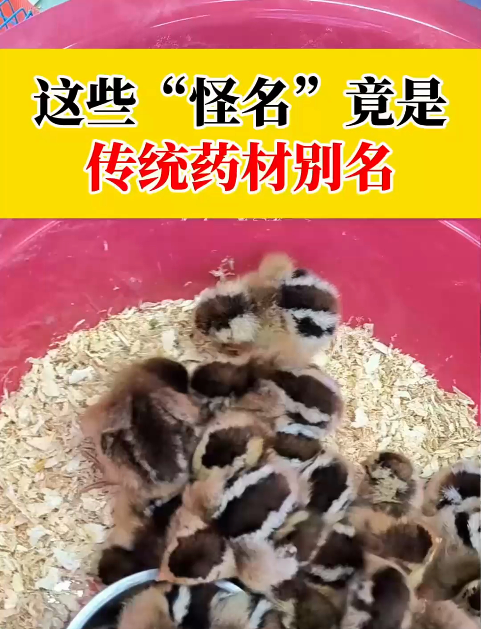 中医传统药材趣味别名对照,涨知识