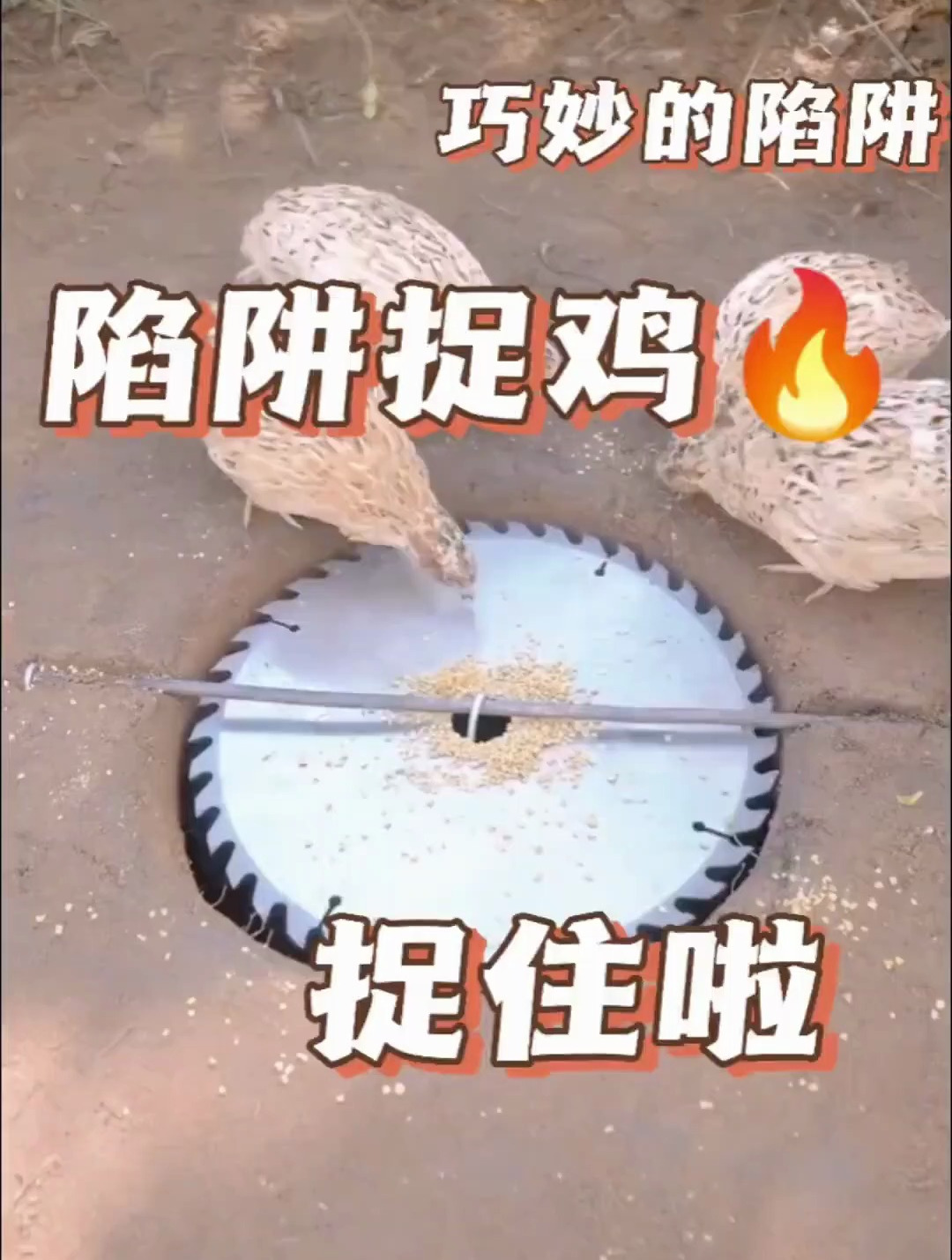抓鸡捕鸟神器,自制捉鸡捉鸟陷阱,纯属个人想象