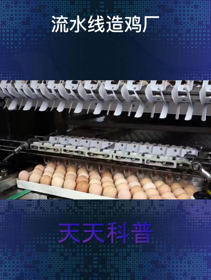 你知道工厂小鸡是怎么孵化出来的吗?看过感觉整个人都被治愈了