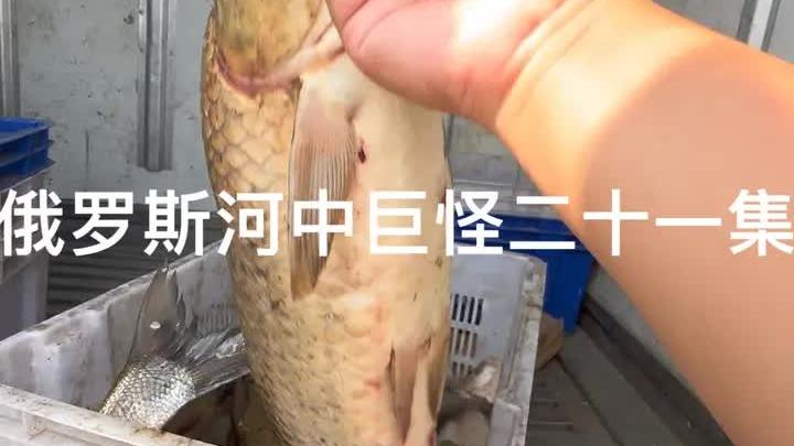 三花五罗马上集齐