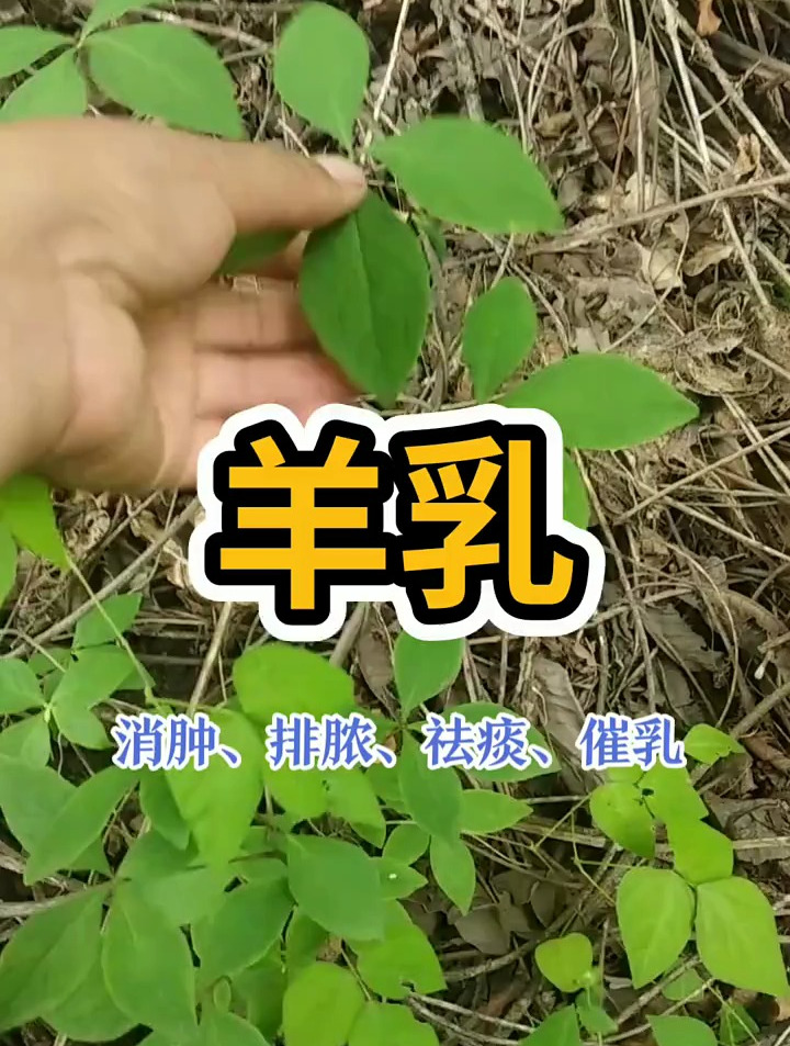 羊乳又名山胡萝卜、四叶参等,是一种高营养精品野菜