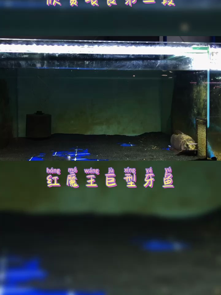 对于巨型牙鱼,你懂了吗?