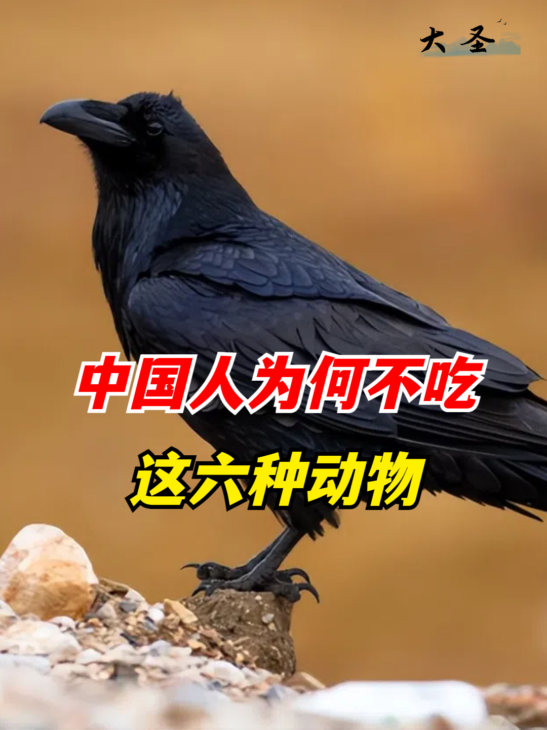 几乎什么都吃的中国人,为何不吃这六种动物?是不好吃吗?(1)