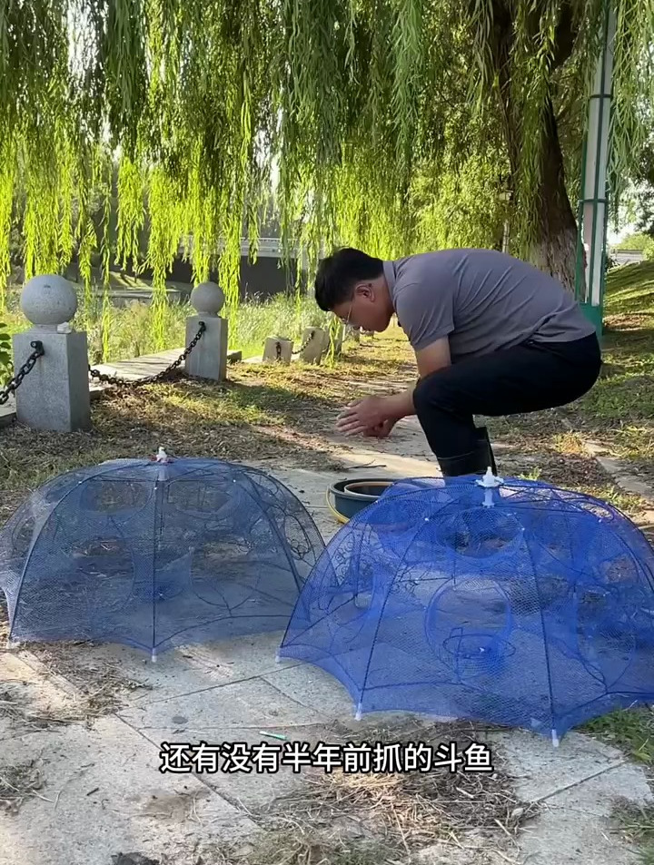 户外野采 这个小水坑里小鱼种类真多