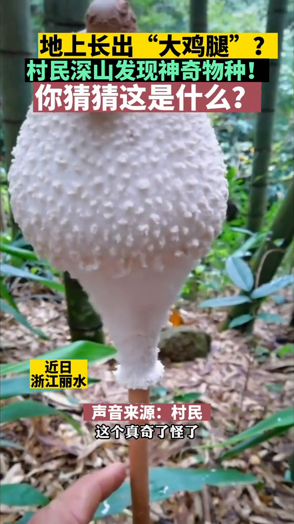 长得像白色“鸡腿”,里面还会“动”,你知道这是什么吗?