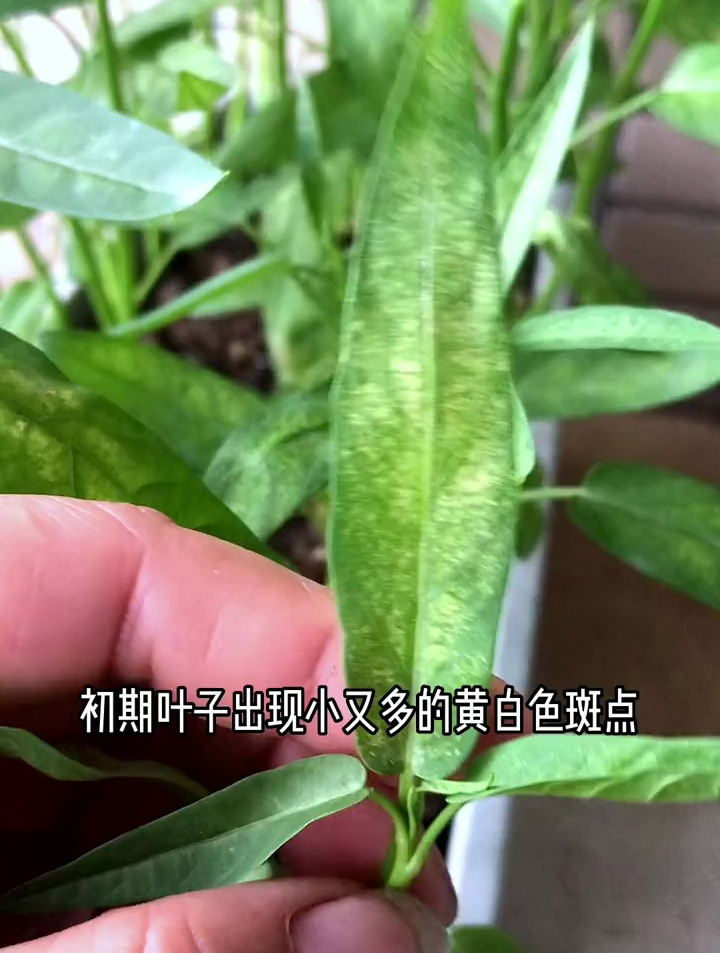 空心菜得叶斑病怎么办?无需用农药,教您一个小妙招,绿色又环保