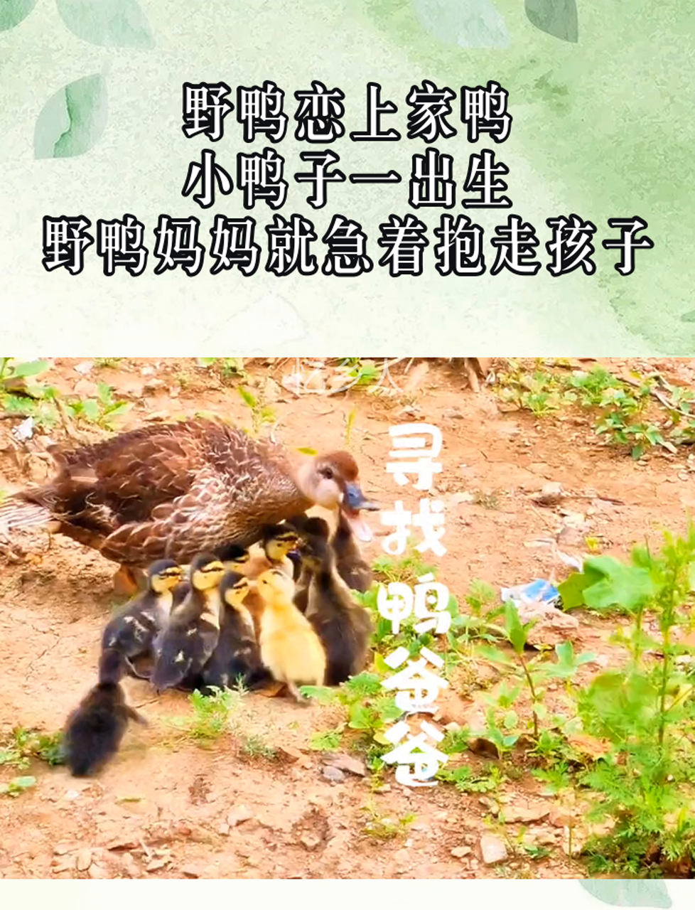 野鸭恋上家鸭,小鸭子一出生,野鸭妈妈就急着抱走孩子