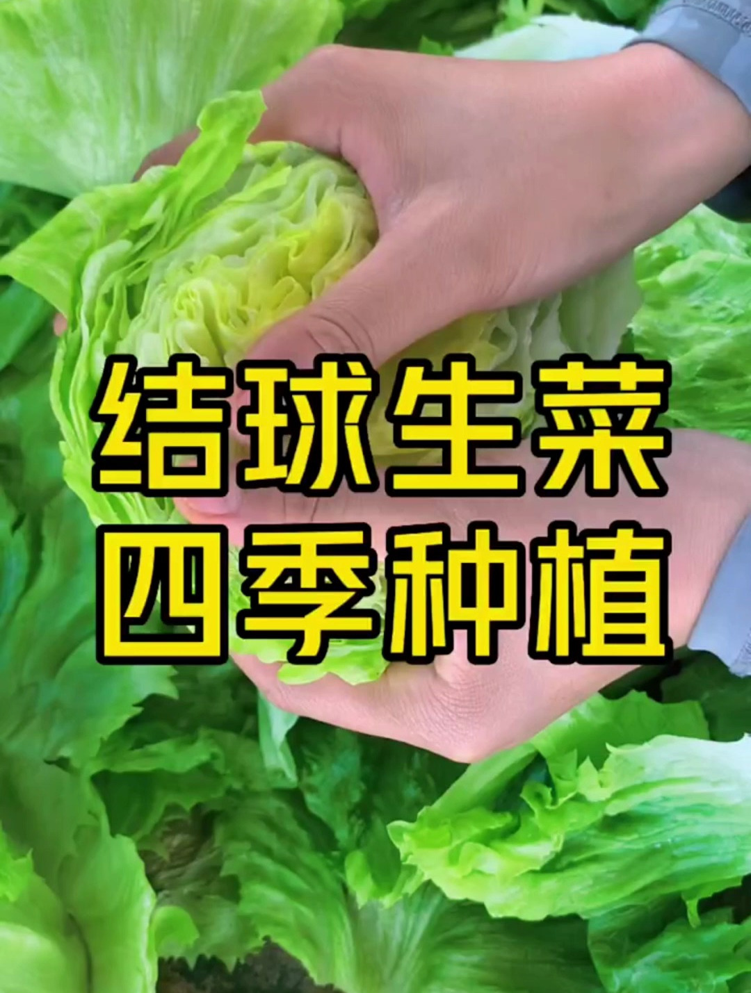 新型蔬菜“结球菜”,长相似甘蓝菜,口感清脆,营养丰富易种植!