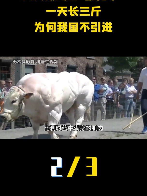 人类改造的“超级肌肉牛”,一天长三斤,为何我国不引进?(2)
