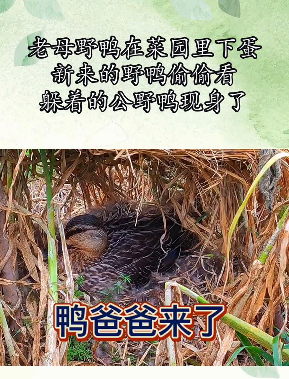 老母野鸭在菜园里下蛋,新来的野鸭偷偷看,躲着的公野鸭现身了
