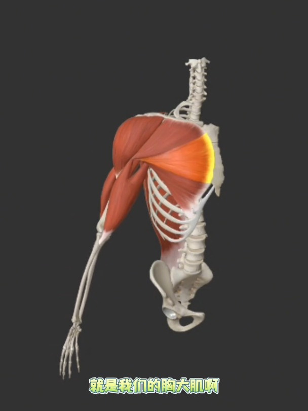 动画带你看肩关节内收的肌肉