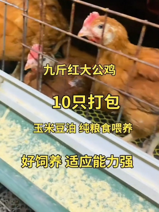 红玉鸡苗农村散养土鸡大红公鸡公母都有绿壳蛋鸡