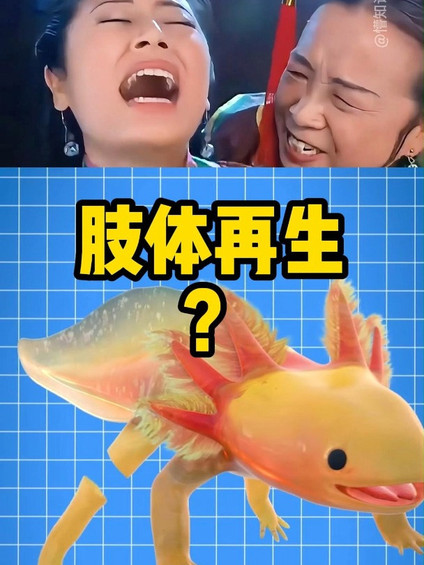 这些动物居然可以肢体再生!容嬷嬷讲科普 蝾螈 章鱼 海星
