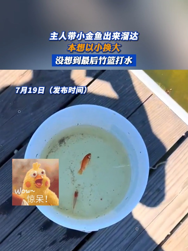 主人带小金鱼出来溜达,本想以小换大,没想到最后竹篮打水!
