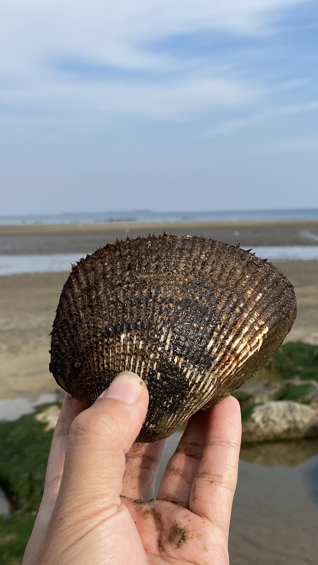 海里长出大片裙带菜,根本没人采