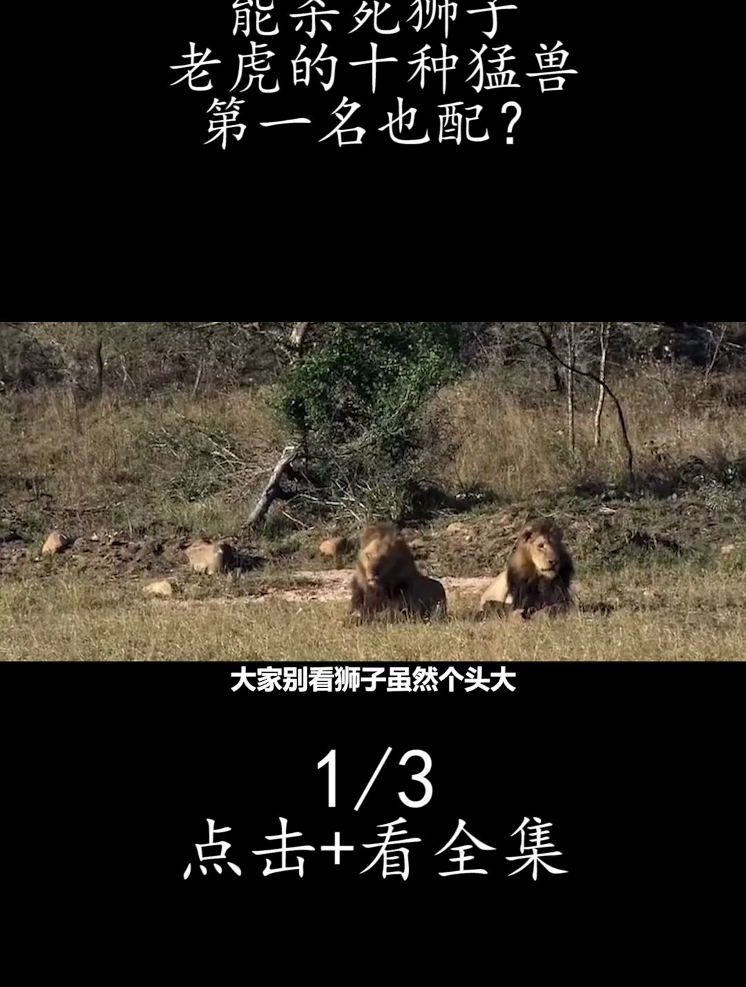 老虎狮子竟然怕这十种动物?河马鳄鱼不难想象,第一名惊呆双眼