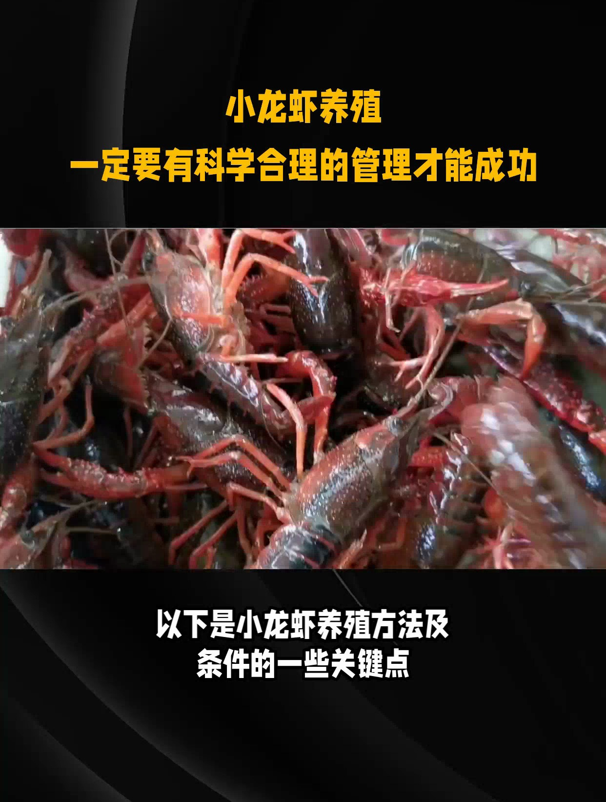 小龙虾的养殖条件和方法