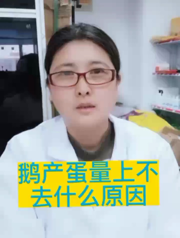 禽医玲兰姐讲鹅产蛋量上不去什么原因鹅不下蛋是什么原因