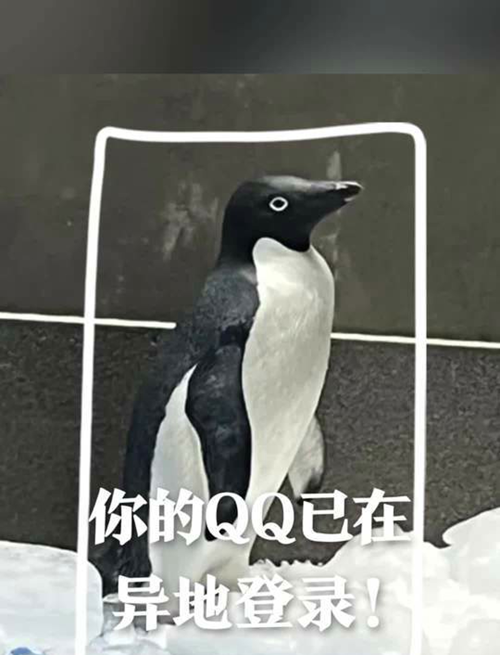 企鹅迷路了!你的QQ号在别的地方登录了