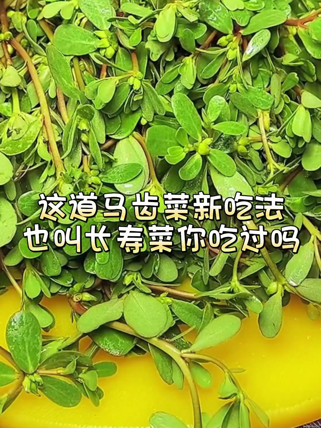 这道马齿菜新吃法也叫长寿菜你吃过吗
