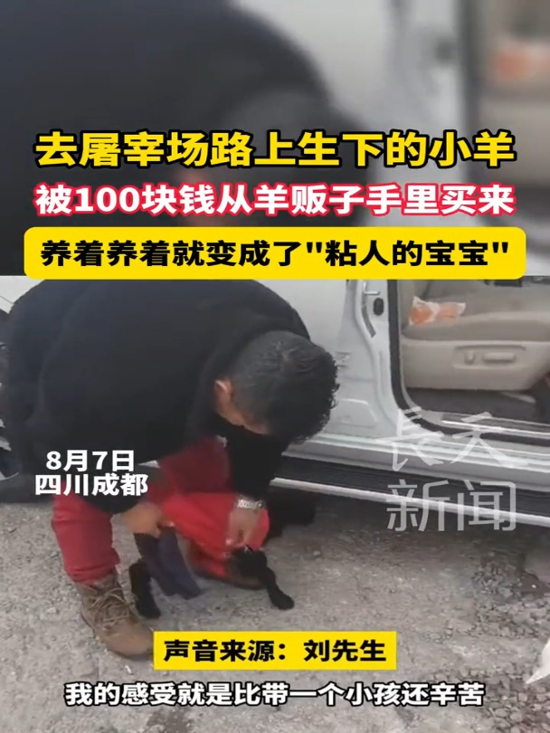 去屠宰场路上生下的小羊,被100块钱从羊贩子手里买来,养着养着就变成了“粘人的宝宝”!