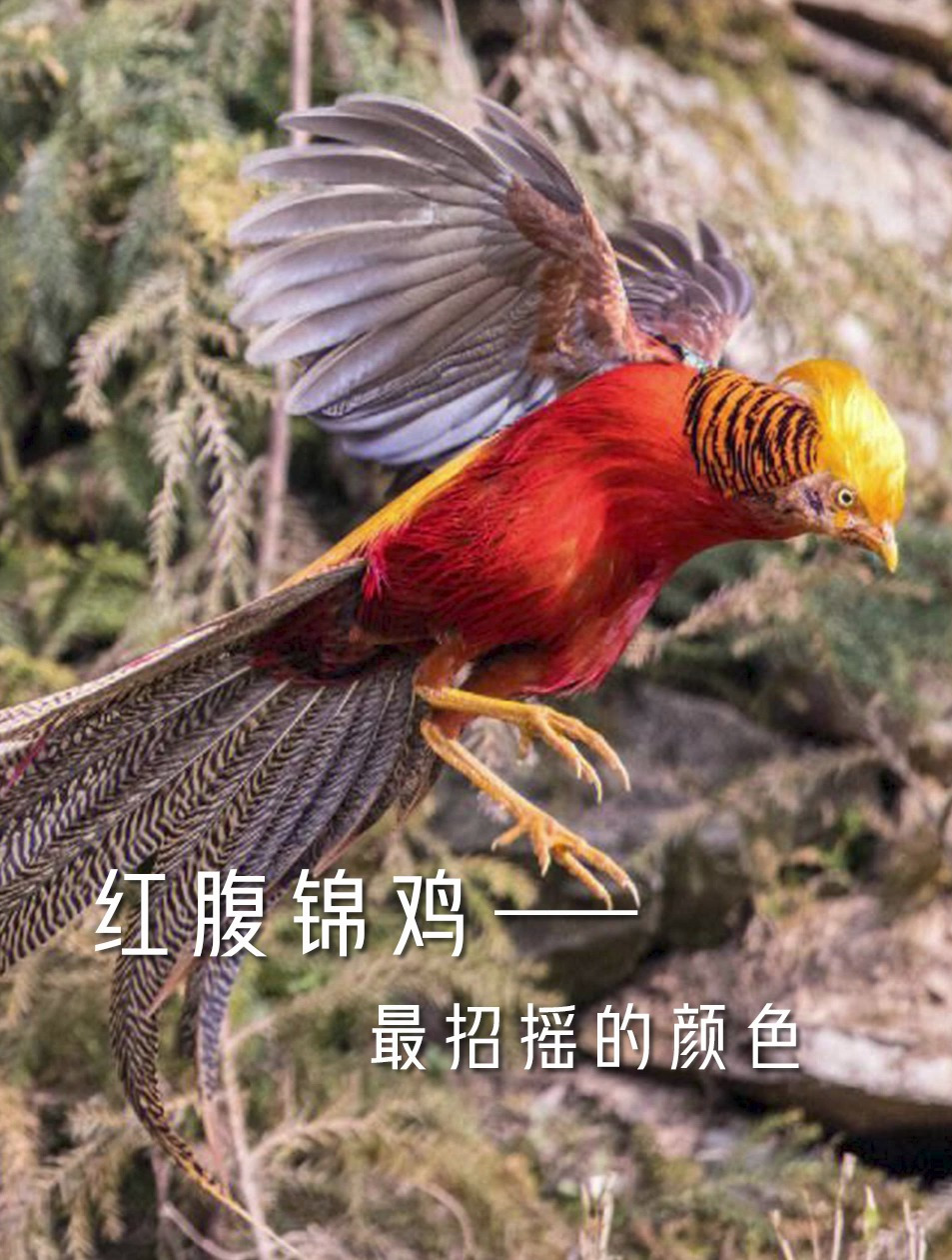 红腹锦鸡——最招摇的颜色