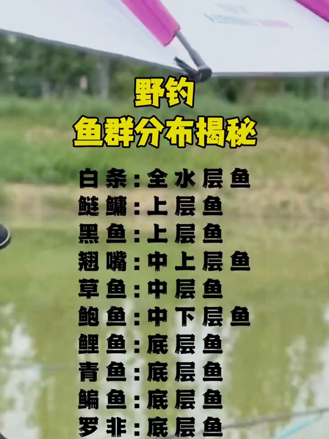 野钓鱼群都是怎么分布的?今天就来带大家揭秘一下!