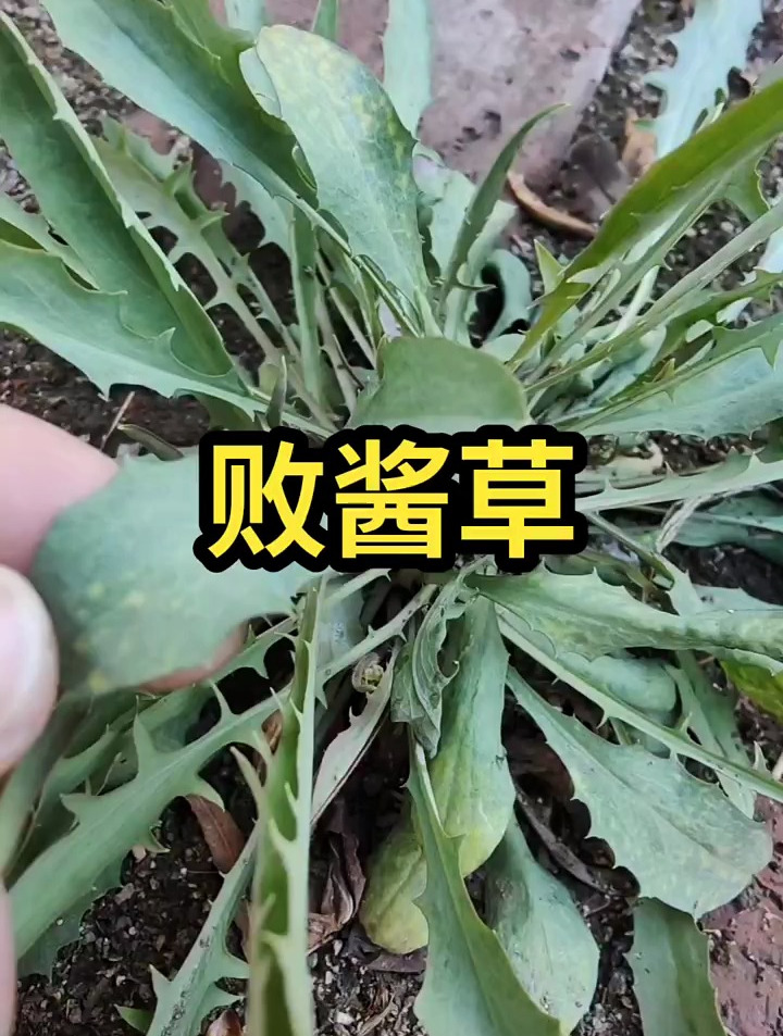 败酱草的功效 你知道吗